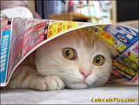cute cat hiding