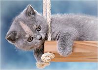 Cats wallpaper 02