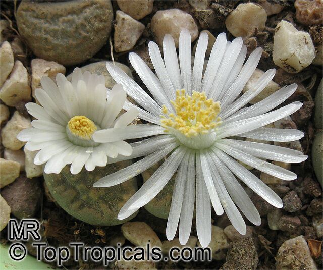 Lithops sp21565