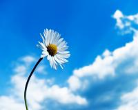 rising to the sky wallpapers 10282 1280x1024