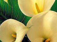1 Calla Lilies