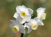 1 Jonquil flowers08