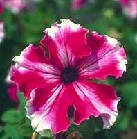 petunia 1