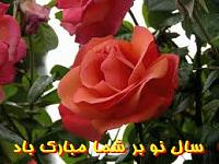 images (1)