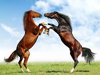 horse fighting 11912 1024x768