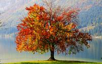 persiangraphic autumn tree 1920