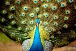 tavous34 آواتار ها
