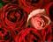 آواتار chmst68