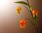 آواتار niloo92