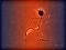 آواتار Fire Bolt