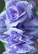 آواتار dorsa-1
