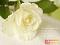 آواتار blackrose72313